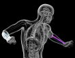 3d render medical illustration of the radius bone