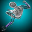 3d render medical illustration of the radius bone