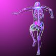 3d render medical illustration of the skeleton 