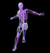 3d render medical illustration of the skeleton 