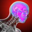 3d render medical illustration of the human skull