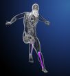 3d render medical illustration of the tibia bone  