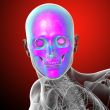 3d render medical illustration of the human skull