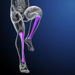 3d render medical illustration of the tibia bone  
