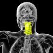 cervical spine 