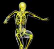 human skeleton 