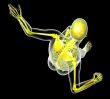  human skeleton 