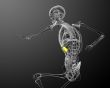 3d render medical illustration of the spleen