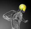 3d render medical illustration of the upper skull 