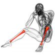 3d render medical illustration of the tibia 