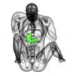 3d render medical illustration of the stomach