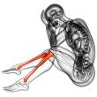 3d render medical illustration of the tibia 
