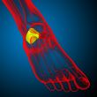 3d render illustration of the human calcaneus bone