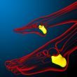 3d render illustration of the human calcaneus bone