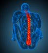 3d render medical illustration of the human spine 