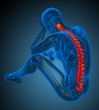3d render medical illustration of the human spine 