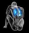  respiratory system 