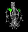 3d render medical illustration of the scapula bone