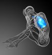  human respiratory system 