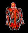  human skeleton