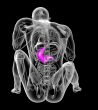 3d render medical illustration of the stomach 