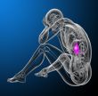 3d render medical illustration of the stomach 