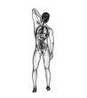 3D medical illustration of the human 