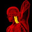 cervical spine 