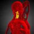 cervical spine 