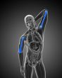3d render medical illustration of the humerus bone