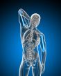 3d render medical illustration of the humerus bone
