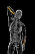 3d render medical illustration of the radius bone