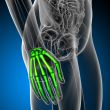 3d render medical illustration of the hand bone