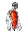 digestive system and respiratory system 