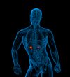 3d render medical illustration of the adrenal
