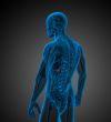3d render medical illustration of the adrenal