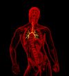 3D medical illustration of the male bronchi