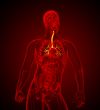 3D medical illustration of the male bronchi