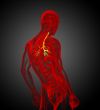 3D medical illustration of the male bronchi