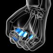 3d render medical illustration of the nail