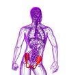 3d render medical illustration of the pelvis bone