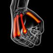 metacarpal bone 