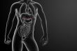 3d render adrenal anatomy