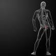 3d render bladder anatomy