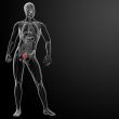 3d render bladder anatomy 