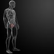 3d render bladder anatomy