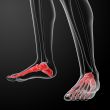 3d render x-ray of foot