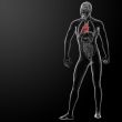 3d render human heart anatomy 