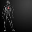 3d render human heart anatomy