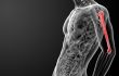 3d rendered humerus bone 
